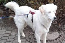 KURT, Hund, Maremmano-Labrador-Mix in Neumarkt - Bild 4