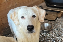 KURT, Hund, Maremmano-Labrador-Mix in Neumarkt - Bild 8