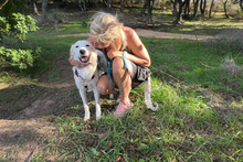 KURT, Hund, Maremmano-Labrador-Mix in Neumarkt - Bild 9