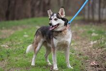 BODRO, Hund, Siberian Husky-Mix in Slowakische Republik - Bild 1