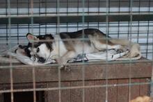 BODRO, Hund, Siberian Husky-Mix in Slowakische Republik - Bild 2