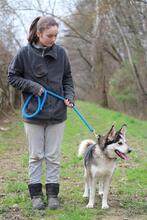 BODRO, Hund, Siberian Husky-Mix in Slowakische Republik - Bild 3