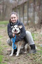 BODRO, Hund, Siberian Husky-Mix in Slowakische Republik - Bild 4