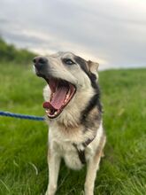 BODRO, Hund, Siberian Husky-Mix in Slowakische Republik - Bild 5