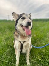 BODRO, Hund, Siberian Husky-Mix in Slowakische Republik - Bild 6