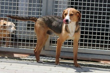 RIO, Hund, Mischlingshund in Italien - Bild 11
