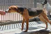 RIO, Hund, Mischlingshund in Italien - Bild 12
