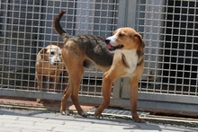 RIO, Hund, Mischlingshund in Italien - Bild 14