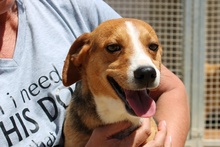RIO, Hund, Mischlingshund in Italien - Bild 15
