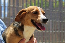 RIO, Hund, Mischlingshund in Italien - Bild 16