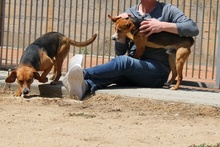 RIO, Hund, Mischlingshund in Italien - Bild 17