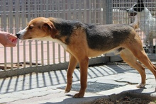 RIO, Hund, Mischlingshund in Italien - Bild 5