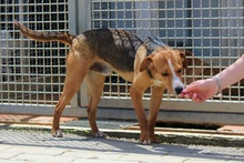 RIO, Hund, Mischlingshund in Italien - Bild 6