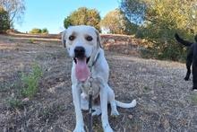 BALDOBIANCO, Hund, Spinone Italiano-Labrador-Mix in Italien - Bild 1