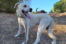 BALDOBIANCO, Hund, Spinone Italiano-Labrador-Mix in Italien - Bild 10