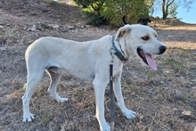 BALDOBIANCO, Hund, Spinone Italiano-Labrador-Mix in Italien - Bild 12