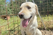 BALDOBIANCO, Hund, Spinone Italiano-Labrador-Mix in Italien - Bild 13