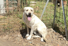 BALDOBIANCO, Hund, Spinone Italiano-Labrador-Mix in Italien - Bild 14