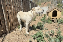 BALDOBIANCO, Hund, Spinone Italiano-Labrador-Mix in Italien - Bild 15