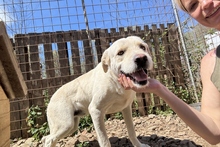 BALDOBIANCO, Hund, Spinone Italiano-Labrador-Mix in Italien - Bild 16