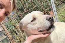 BALDOBIANCO, Hund, Spinone Italiano-Labrador-Mix in Italien - Bild 18