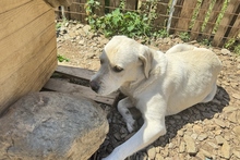 BALDOBIANCO, Hund, Spinone Italiano-Labrador-Mix in Italien - Bild 19