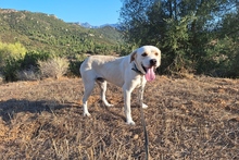 BALDOBIANCO, Hund, Spinone Italiano-Labrador-Mix in Italien - Bild 2