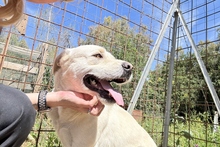 BALDOBIANCO, Hund, Spinone Italiano-Labrador-Mix in Italien - Bild 20