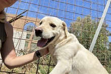 BALDOBIANCO, Hund, Spinone Italiano-Labrador-Mix in Italien - Bild 21