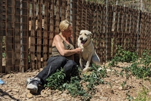 BALDOBIANCO, Hund, Spinone Italiano-Labrador-Mix in Italien - Bild 22