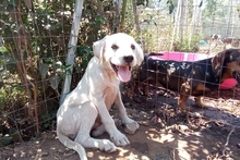 BALDOBIANCO, Hund, Spinone Italiano-Labrador-Mix in Italien - Bild 24