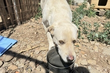 BALDOBIANCO, Hund, Spinone Italiano-Labrador-Mix in Italien - Bild 25