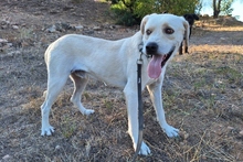 BALDOBIANCO, Hund, Spinone Italiano-Labrador-Mix in Italien - Bild 3