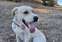 BALDOBIANCO, Hund, Spinone Italiano-Labrador-Mix in Italien - Bild 4