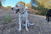 BALDOBIANCO, Hund, Spinone Italiano-Labrador-Mix in Italien - Bild 5