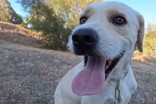 BALDOBIANCO, Hund, Spinone Italiano-Labrador-Mix in Italien - Bild 6