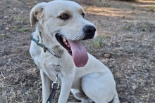 BALDOBIANCO, Hund, Spinone Italiano-Labrador-Mix in Italien - Bild 7