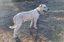 BALDOBIANCO, Hund, Spinone Italiano-Labrador-Mix in Italien - Bild 8