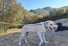 BALDOBIANCO, Hund, Spinone Italiano-Labrador-Mix in Italien - Bild 9