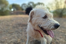 BRACCO, Hund, Spinone Italiano-Labrador-Mix in Italien - Bild 10