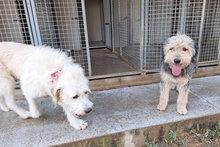 BRACCO, Hund, Spinone Italiano-Labrador-Mix in Italien - Bild 11