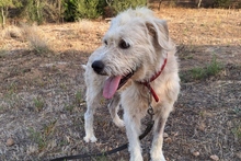 BRACCO, Hund, Spinone Italiano-Labrador-Mix in Italien - Bild 12