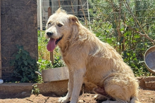 BRACCO, Hund, Spinone Italiano-Labrador-Mix in Italien - Bild 13