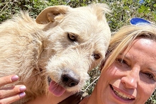 BRACCO, Hund, Spinone Italiano-Labrador-Mix in Italien - Bild 14