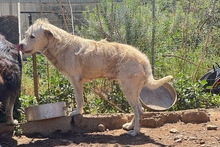 BRACCO, Hund, Spinone Italiano-Labrador-Mix in Italien - Bild 16