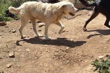 BRACCO, Hund, Spinone Italiano-Labrador-Mix in Italien - Bild 18