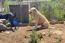 BRACCO, Hund, Spinone Italiano-Labrador-Mix in Italien - Bild 20