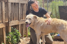 BRACCO, Hund, Spinone Italiano-Labrador-Mix in Italien - Bild 24