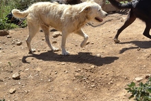 BRACCO, Hund, Spinone Italiano-Labrador-Mix in Italien - Bild 27