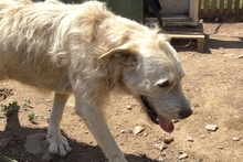 BRACCO, Hund, Spinone Italiano-Labrador-Mix in Italien - Bild 28